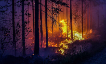 Skogsbrand på natten