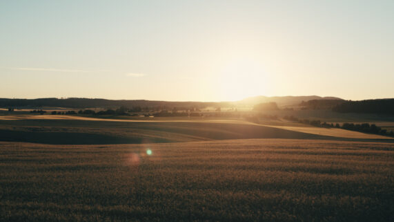 Solnedgång över ett sädesfält.