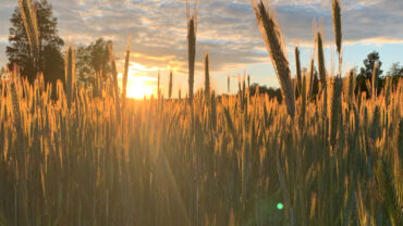 Sädesfält i solnedgång, utveckla landsbygd