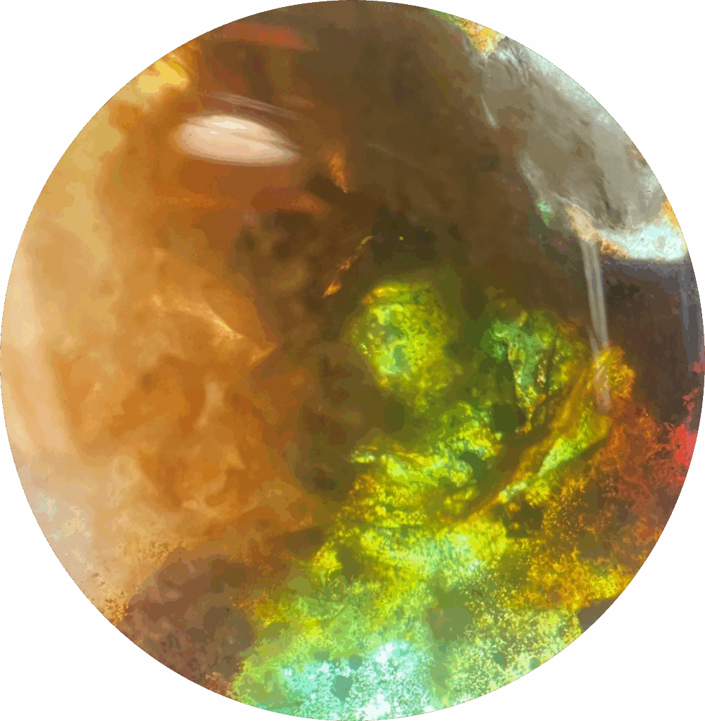 Bild från ett experiment sett genom ett mikroskop