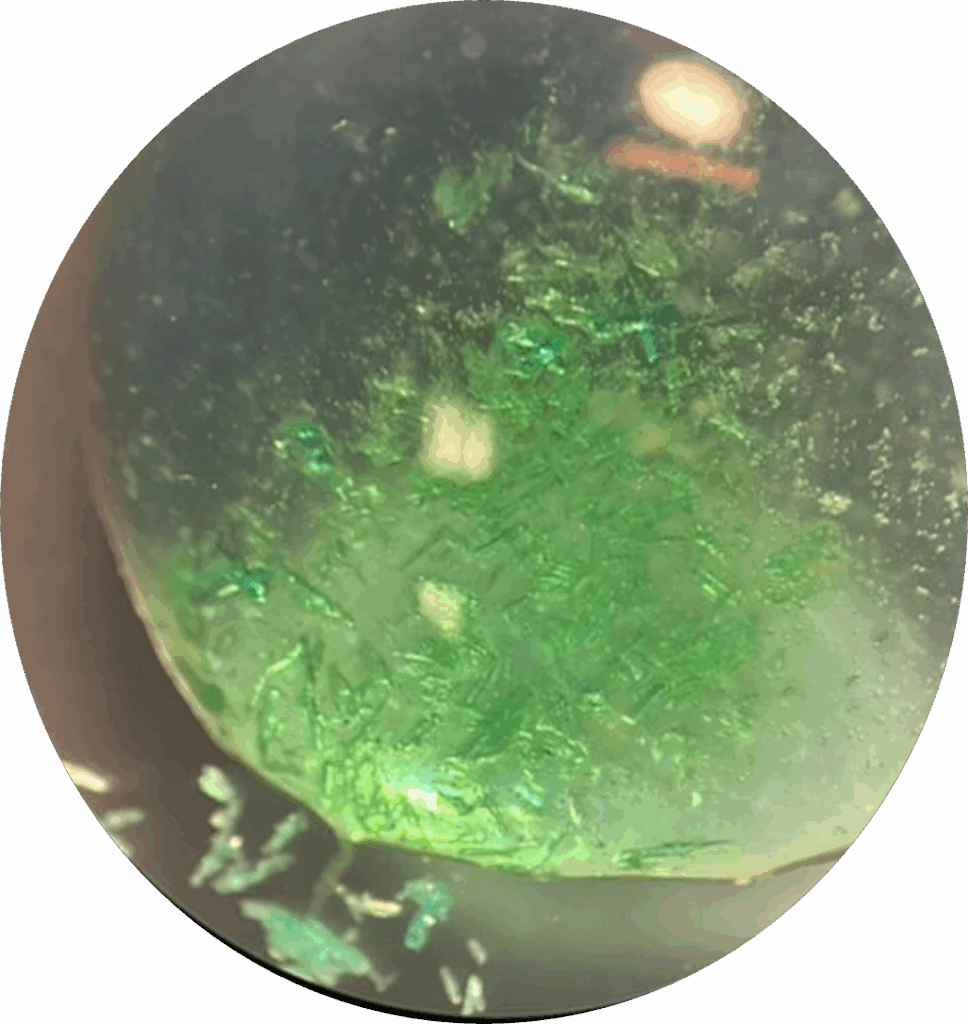 Bild från ett experiment sett genom ett mikroskop