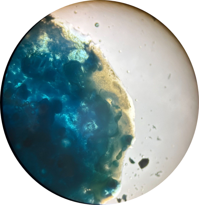 Bild från ett experiment sett genom ett mikroskop