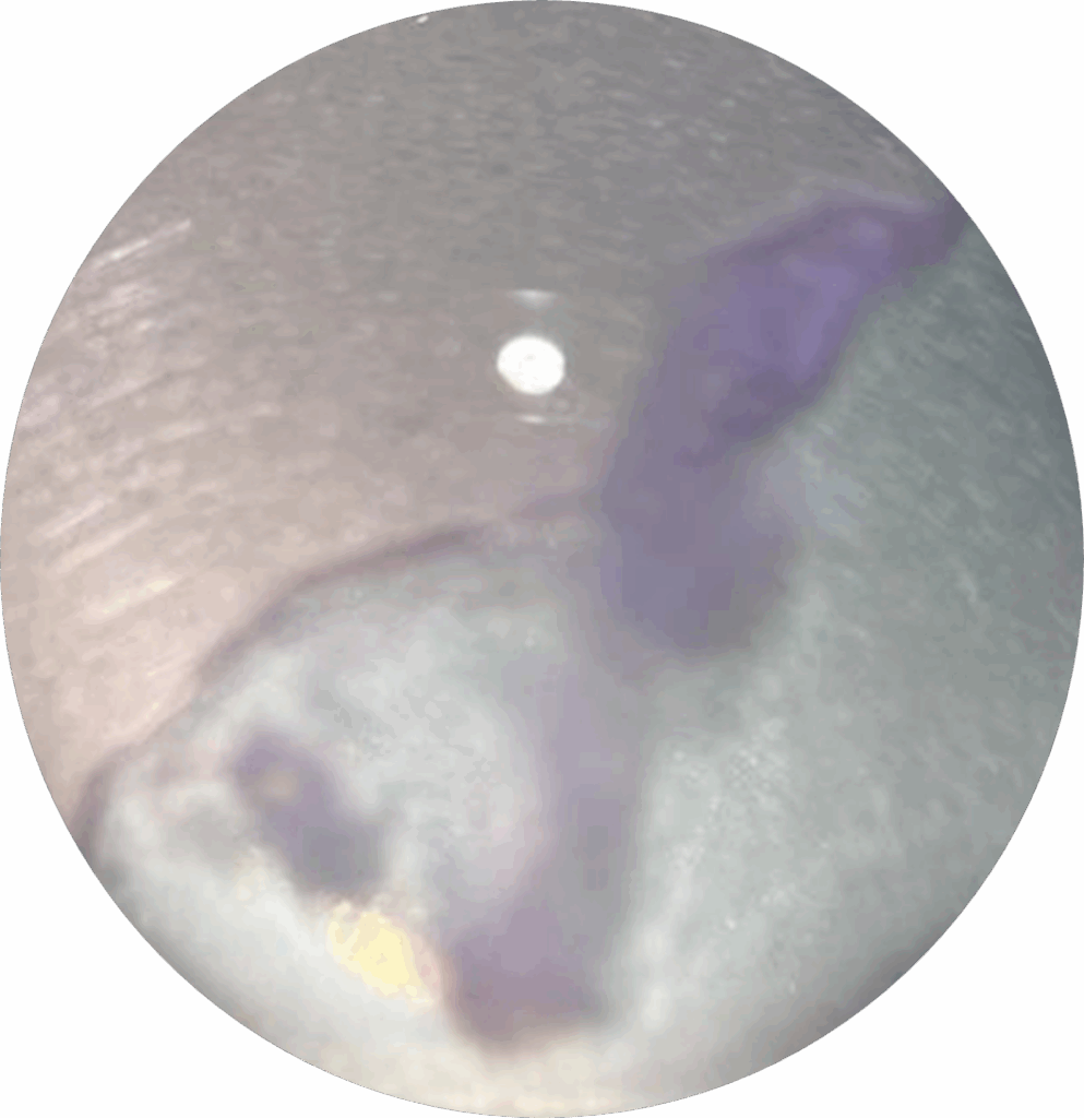 Bild från ett experiment sett genom ett mikroskop