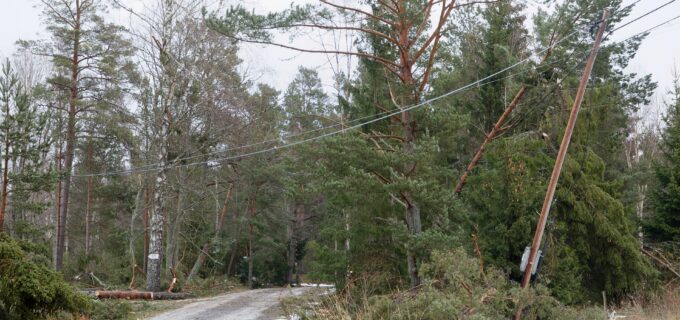 Träd som fallit över elkabel och förstört en elstolpe.