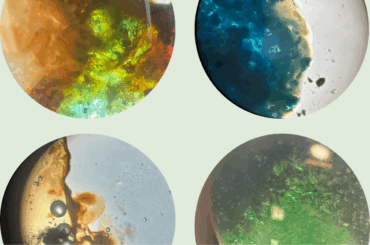 Martin Koch-gymnasiet representerar återigen Sverige