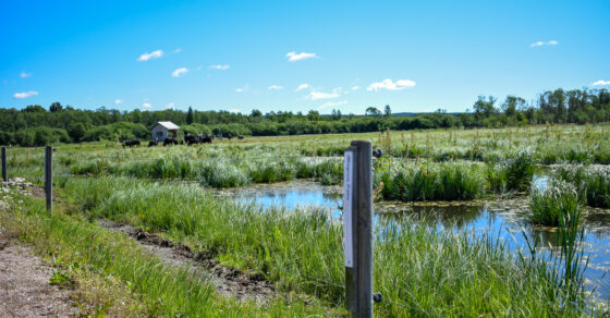 Köp en stolpe, innan 20 juli