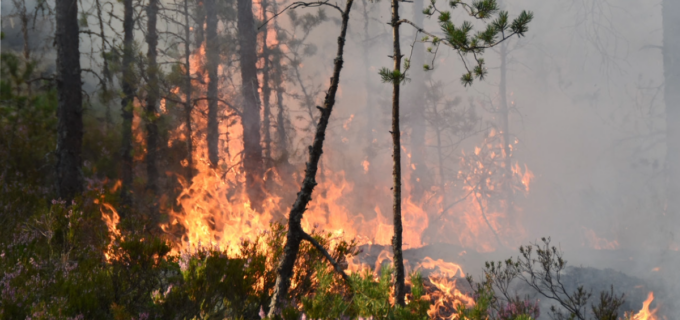Brand i skog, lågor på marken och i träd.
